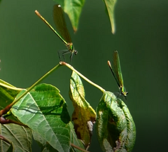 Calopteryx xanthostoma
