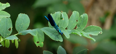 Calopteryx xanthostoma