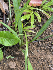 Trimezia martinicensis