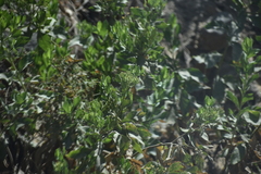 Trixis cacalioides