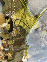 Littorina subrotundata