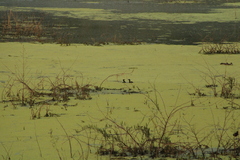 Tachybaptus dominicus