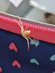 Misumessus oblongus