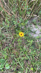 Coreopsis leavenworthii