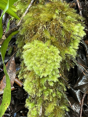 Leucobryum