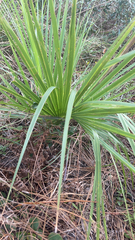 Serenoa repens