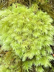 Leucobryum