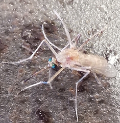 Culiseta longiareolata