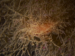 Dendronotus europaeus