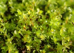 Leptodontium flexifolium