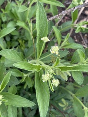 Lippia scaberrima