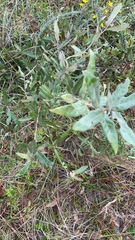 Quercus incana