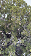 Juniperus californica