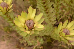 Leucadendron elimense elimense