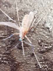 Culiseta longiareolata