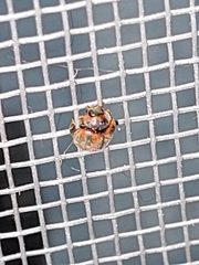 Novius cardinalis