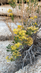 Ericameria cuneata
