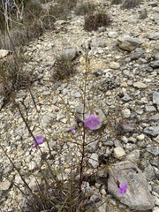 Agalinis edwardsiana