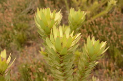 Leucadendron elimense elimense