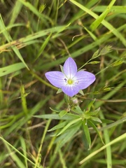 Veronica gracilis