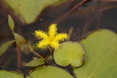 Nymphoides thunbergiana
