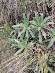 Celmisia densiflora