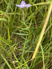 Veronica gracilis