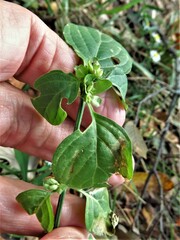 Dicliptera brachiata