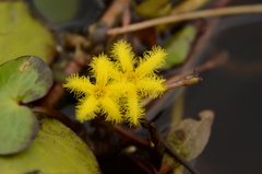 Nymphoides thunbergiana