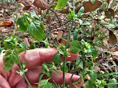 Dicliptera brachiata