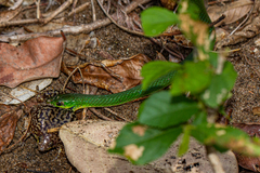 Philothamnus hoplogaster