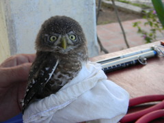 Glaucidium siju