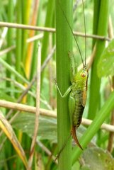 Conocephalus dorsalis