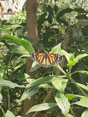 Danaus plexippus nigrippus