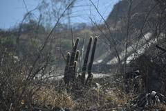 Haageocereus pseudomelanostele