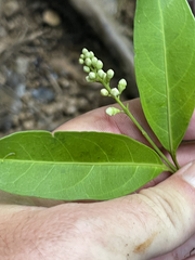 Citharexylum caudatum