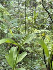 Citharexylum caudatum