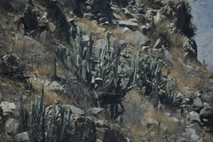 Armatocereus matucanensis
