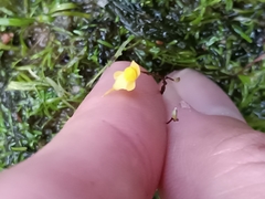 Utricularia pusilla