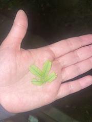 Lyonothamnus floribundus