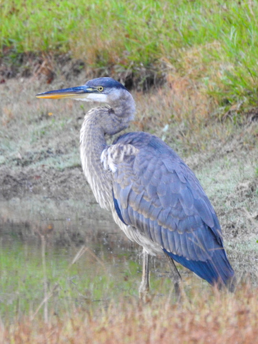Great Blue Heron photographed in Louisiana