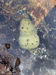 Trochoidea