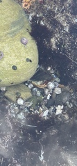 Trochoidea