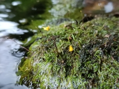 Utricularia pusilla