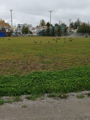 Branta canadensis parvipes