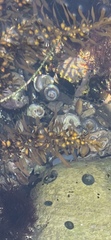 Trochoidea