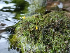 Utricularia pusilla