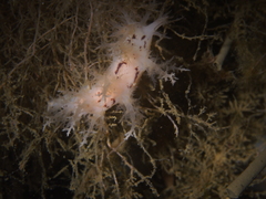Dendronotus europaeus