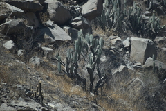 Armatocereus matucanensis