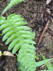 Blechnum appendiculatum